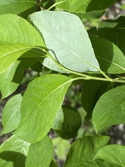 Salix taraikensis