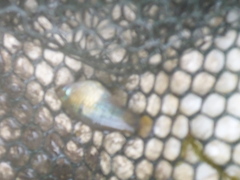 Amatitlania nigrofasciata