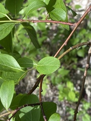 Salix taraikensis