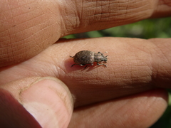 Pholicodes inauratus