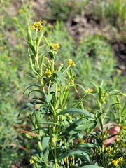Pimelea neoanglica
