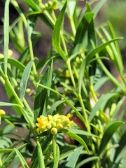 Pimelea neoanglica