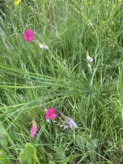 Lathyrus nissolia