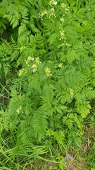 Anthriscus sylvestris