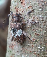 Desisa subfasciata