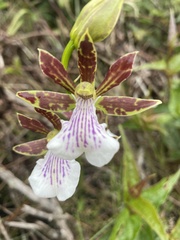 Zygopetalum