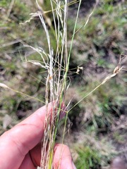 Austrostipa aristiglumis