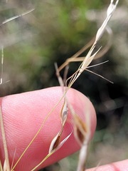 Austrostipa aristiglumis