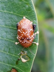 Asiophrida scaphoides