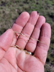 Austrostipa aristiglumis