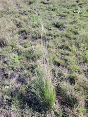 Austrostipa aristiglumis