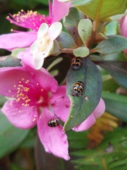 Cryptocephalus trifasciatus