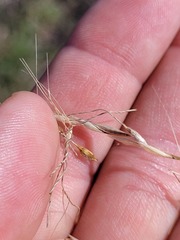 Austrostipa aristiglumis