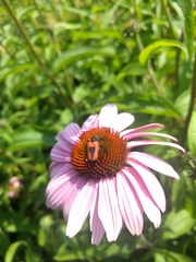 Stictoleptura cordigera