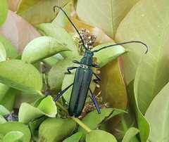 Chelidonium argentatum