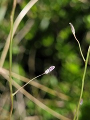 Digitaria porrecta