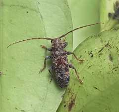 Pseudoterinaea bicoloripes