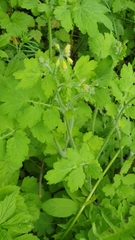 Chelidonium majus