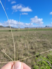 Digitaria porrecta