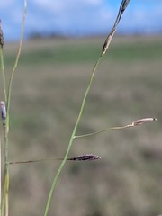 Digitaria porrecta