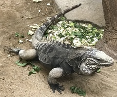 Cyclura