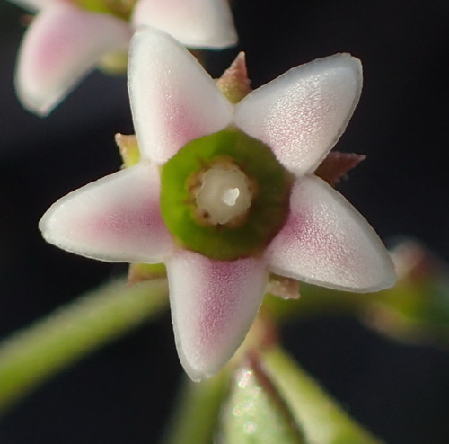 Image of Astephanus triflorus by (c) Nicola van Berkel, some rights reserved (CC BY-SA)