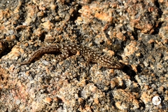 Gehyra variegata