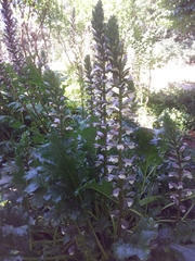 Acanthus mollis