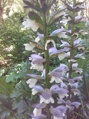 Acanthus mollis