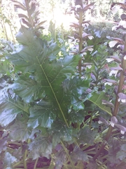 Acanthus mollis