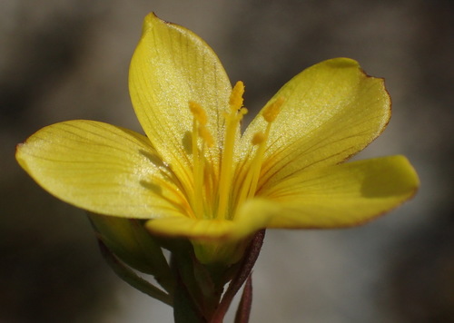 African flax (Linum aethiopicum)