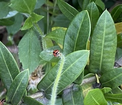 Cheilomenes sexmaculata