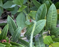 Cheilomenes sexmaculata