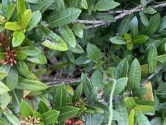 Cheilomenes sexmaculata