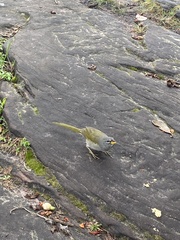 Embernagra longicauda