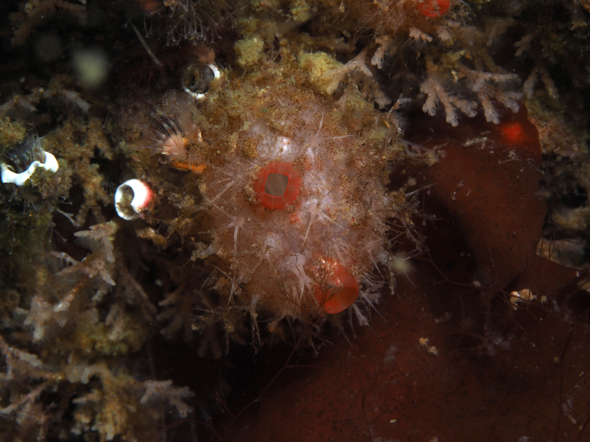 Boltenia echinata (Linnaeus, 1767)