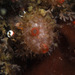 Cactus Sea Squirt - Photo (c) krkzv, some rights reserved (CC BY-NC), uploaded by krkzv