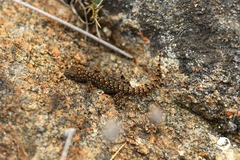 Gehyra variegata