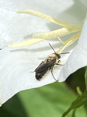 Anthophila