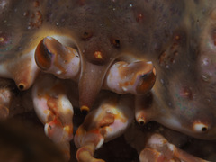 Paralithodes camtschaticus