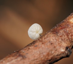 Marasmius alveolaris
