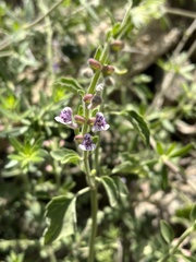 Scutellaria brevibracteata