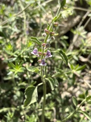 Scutellaria brevibracteata