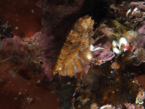Pleustes panoplus · iNaturalist United Kingdom