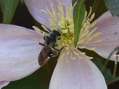 Lasioglossum sexnotatum
