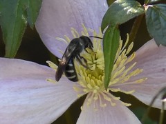 Lasioglossum sexnotatum