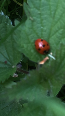 Coccinella septempunctata
