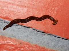Diversibipalium indicum