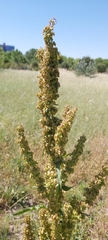 Rumex