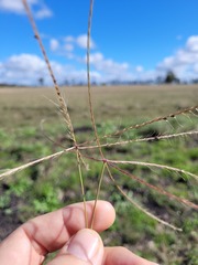 Enteropogon acicularis